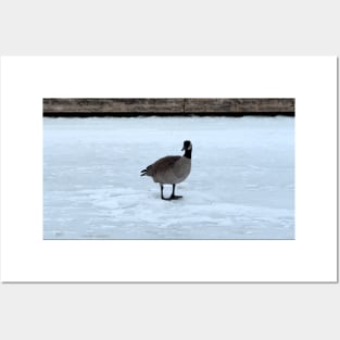 Canada Goose Standing On The Snow Posters and Art